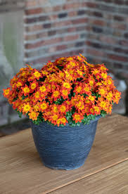 Image result for Bidens