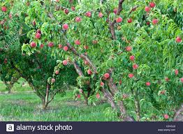 Download This Stock Image Peach Tree Bearing Fruit White Lady C5ygj0 From Alamy S Library Of Millions Of High Resolution Stock Pho Peach Trees Fruit Peach