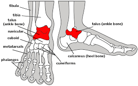 Use this tutorial to review the bones of the foot. Is My Talus Limiting My Ankle Dorsiflexion Barefoot Strong Blog