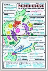 Our global writing staff includes experienced enl & esl academic writers in a variety of disciplines. Plant Cells And Organelles Doodle Notes Science Doodle Notes Science Cells Science Notes Science Doodles