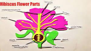 Terms for the sexuality of individual flowers: Hibiscus Flower Parts Science Exhibition Diy School Project Working And Non Working Models For Science Exhibitions Or Science Fair