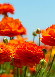 We did not find results for: 7 Spring Flowering Bulbs To Plant Now Houzz Nz