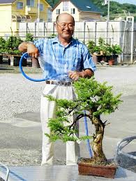 Bonsai tohumu nedir?.mavi acer tohumu ! Bonsai Agaci Bakimi Bonsai Agaci Bakimi Nasil Yapilir Bonsai Fiyatlari Bonsai Sanatina Dair Hersey