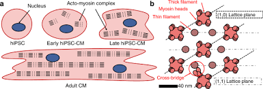 Check spelling or type a new query. Probing The Subcellular Nanostructure Of Engineered Human Cardiomyocytes In 3d Tissue Microsystems Nanoengineering