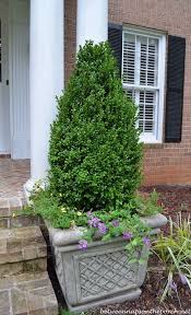 Boxwood Topiaries For A Traditional Landscape Green Mountain Boxwood Traditional Landscape Easy Landscaping