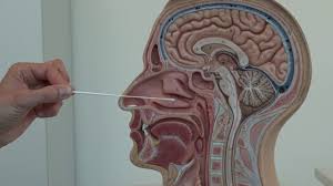 This test is widely used especially for travel. Antigen Schnelltest Mdk Nordrhein