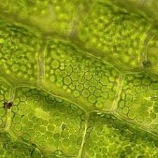Find over 100+ of the best free plant cell images. Plant Cell Photos