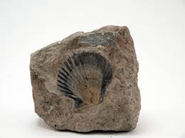 Dare un 4 può essere un macigno pesante da. Alla Ricerca Di Fossili