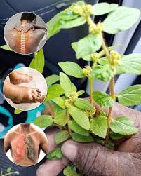 Euphorbia Hirta: Descubre Los Increíbles Beneficios Y Usos Que No Conocías  De Esta Planta Medicinal