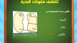 درس البذور Youtube