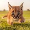 Caracal defined and explained with descriptions. 1