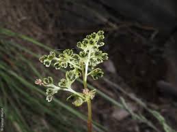 Image result for Anogramma leptophylla
