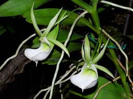 Image result for Angraecum infundibulare