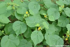 Image result for Abutilon grantii