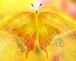 Yellow Butterfly Background Wallpaper Images ✓ free for commercial use ✓ high quality images. yellow butterfly background wallpaper