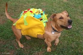 The included headpiece will give your baby a look that will be hard to compete with on halloween night. Zinggia Tuna S Taco Delight Handmade Halloween Dog Costume Zinggia