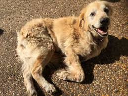 Golden Labrador Dog For Adoption In San Antonio Tx Adn 817546 On Puppyfinder Com Gender Female Age Senior Dog Adoption Labrador Dog Dogs