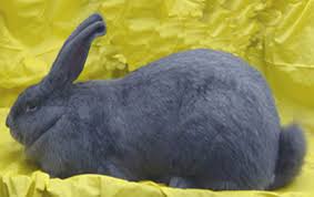 27 flemish giant bunny rabbits near garland, tx. Happy Tails Flemish Giants
