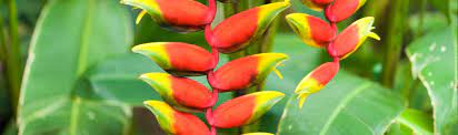 Species Profile Heliconia Heliconia Spp Rainforest Alliance