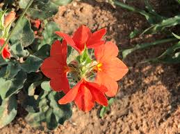 Image result for Crossandra fruticulosa