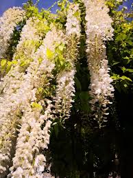 Wisteria roblox trello for information. Wisteria Tree Types How To Grow And Care For This Vine Florgeous