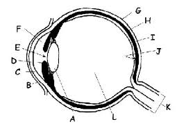 Labeled datasets require human experts to tell the machine what is what in order to help ai learn. The Anatomy And Physiology Of Animals Special Senses Worksheet Wikieducator