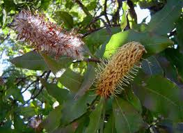 Image result for Faurea