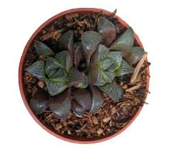 Image result for Mohria vestita