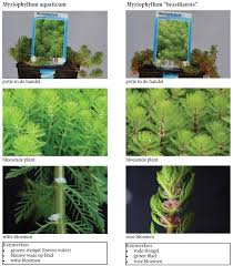 Image result for Laurembergia tetrandra