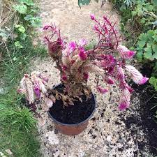 Celosia Celosia Uploaded By Bluefox23