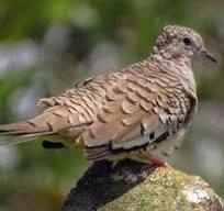 Scaled Dove - Columbina squammata - Birds of the World