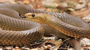 Snake is any of the numerous elongate, limbless, scaled, carnivorous reptiles comprising the suborder serpentes (or ophidia) of the order squamata. Mouse Plague Environmental Improvement Leads Snakes To Thrive In Dubbo Farm Online Australia