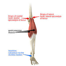 Medial epicondyle of the femur. The Gastrocnemius Muscles Its Attachments And Actions Yoganatomy