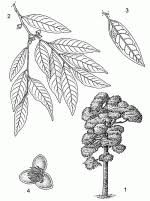 Image result for Diospyros abyssinica