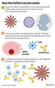 The second dose should be administered between 4 and 12 weeks after the first dose. Oxford Astrazeneca Covid 19 Vaccine All You Want To Know About It Europe Gulf News