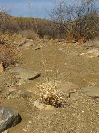 Image result for Anthephora pubescens