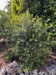 Image result for Jatropha schlechteri