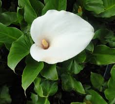 Learn how and why you should repot canna lilies before the winter with this gardening tutorial. Arum Lily Care And Growing How To Grow Arum Lilies Balcony Garden Web
