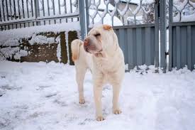 1 lilac brush coat girl available. The Bear Coat Shar Pei What Makes This Breed Extra Special