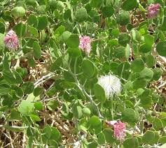Image result for Capparis cartilaginea