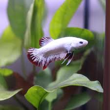 These realistic dragon betta fish can be customized as gifts. Male Red Platinum Dragon Bettas For Sale Petco