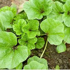 Image result for Malva verticillata