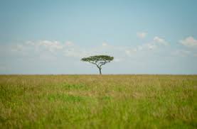 What Animals Live In Grasslands