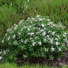 Collina) this little daphne just gives and gives. Buy Daphne Transatlantica Pink Fragrance Shrubs Online