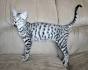 Savannah Cats for Sale - Savannah Kittens for Sale - Wild ...