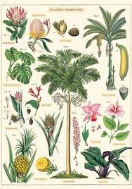 tropical plants chart