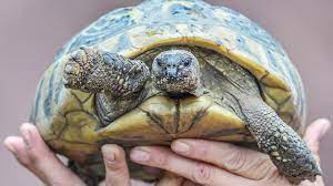 Schildkröten in der wohnung halten!: Haustierinfo Landschildkroten Zdftivi