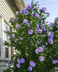 Rose Of Sharon Hibiscus Rose Of Sharon Bush Rose Of Sharon Wisteria Plant