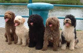 Not surprisingly, most spanish water dogs enjoy boating, swimming or playing in water. Spanish Water Dog Puppy Dog Gallery