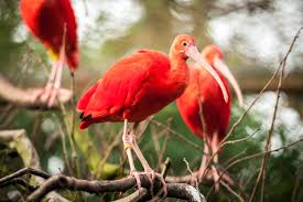 Wij hebben de ibis gespot in één van de tien mooiste vogelparken in de wereld in het duitse waldsrode. Rode Ibis Gespot In Natuurgebied De Liereman Foto Hln Be